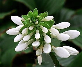白花百合栽培时如何正确养护才能保证其花朵鲜艳且花期延长