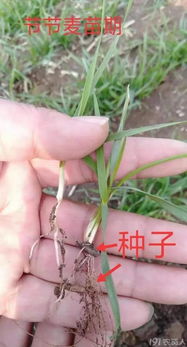 混配防治， 扩大杀草谱