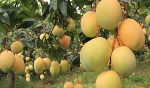 购买渠道， 选择放心产品