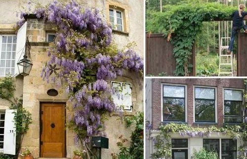 光照条件要充足