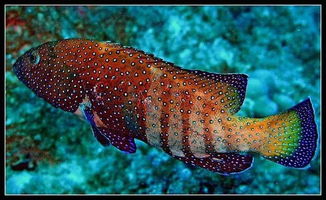 六间神仙鱼，色彩斑斓