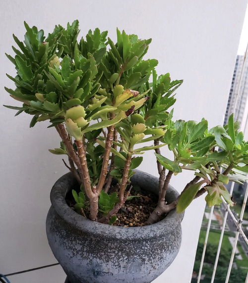 修剪技巧， 让黄杨枝条茁壮成长