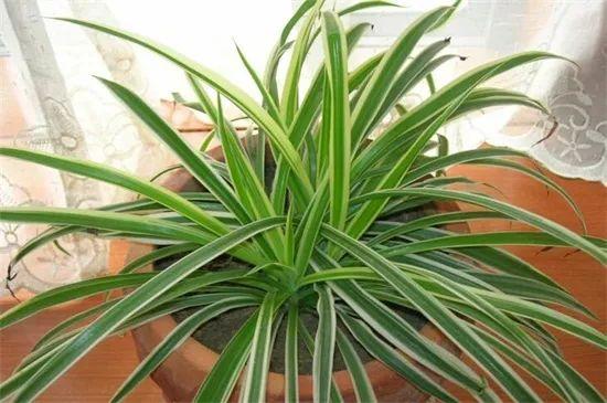 分株繁殖，让吊兰不断壮大