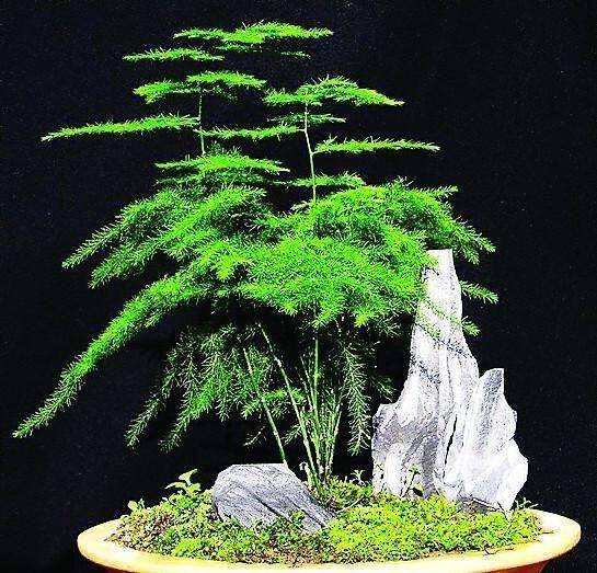 “文竹黄叶速救攻略，拯救绿植危机！”