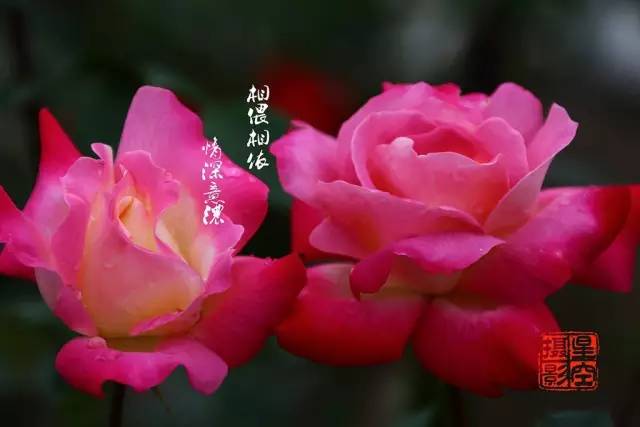 花的性格：探索花卉与品格的奥秘