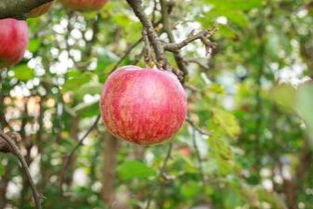 盆深与盆大小，要讲究