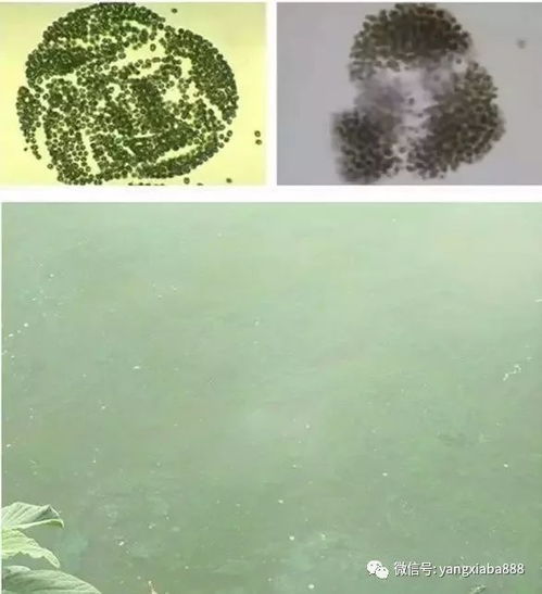 除蓝藻？简单方法揭秘