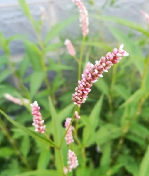 矢车菊， 快快的生长