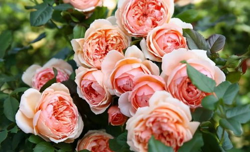 品种繁多，色泽缤纷