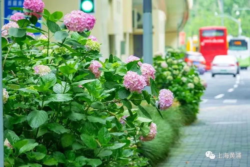 冬天的温暖使者