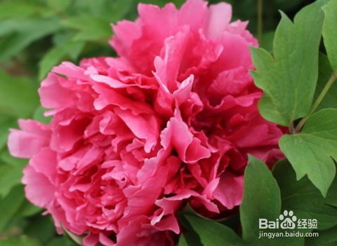 分株繁殖：快速扩大牡丹规模