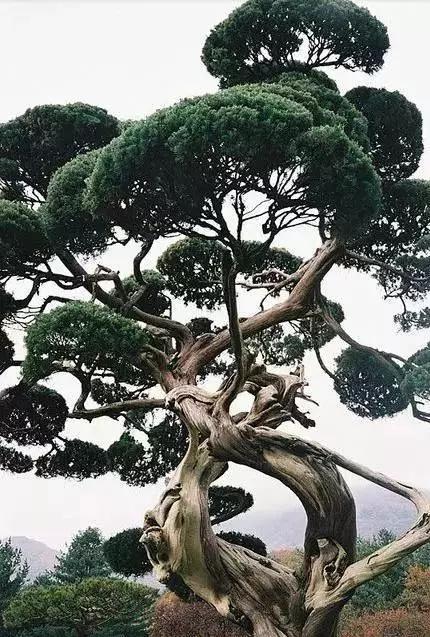 玫瑰花树如何巧妙双造型，打造独特景观