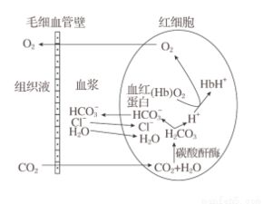 揭秘植物的呼吸奥秘：氧气吸收与二氧化碳排放真相