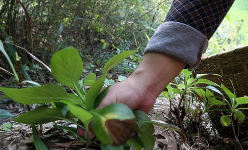 苦菜子：一种神奇的植物
