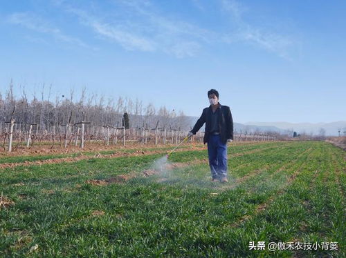 草坪除草剂的独特作用
