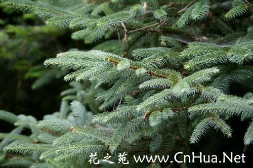 云杉种子如何种植？水杉种植方法和技巧有哪些