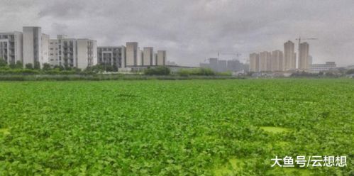 生态保护的智慧：平衡共生