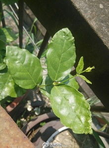 各种奇奇怪怪的养护方法