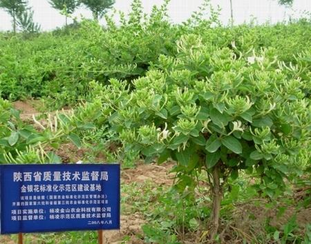 金银花苗哪里有卖？一棵金银花苗多少钱