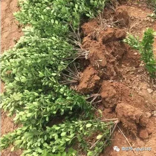 乙草胺对树苗的影响问题解答