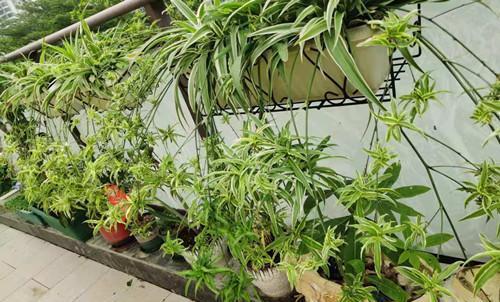 大连室外绿化中的耐寒常绿植物大揭秘