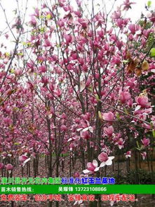 白黄玉兰分分红啦！8-15公分大朵朵开