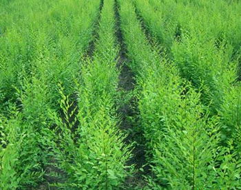 绿化彩色乔木金叶榆