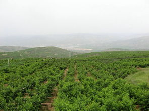 改过成经济林，行不行？