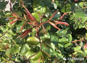 花青素：红色的秘密