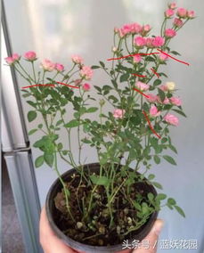 夏季修剪月季，促进花芽分化