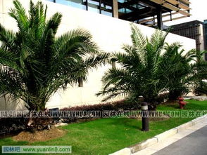 大门两边绿化设计：空间的层次感与和谐统一