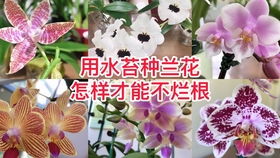 蝴蝶兰繁殖视频：核心关键词