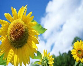 阳光向日葵的秘密