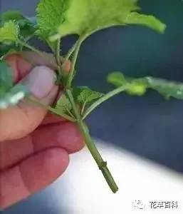 玫瑰插枝：选健康枝条