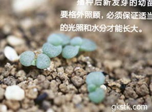 晾晒和储存种子，这些细节你注意了吗？