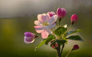 腊梅——冬天的黄金