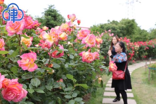 月季花城， 花开四季