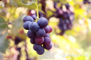 紫乐在什么季节进入休眠状态，其具体休眠时间是什么时候呢
