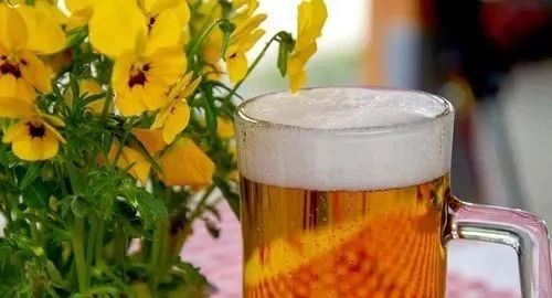 昙花浇啤酒牛奶？小心毁花！