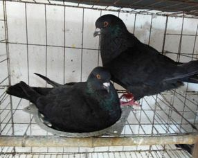 这个信鸽清除饲料配方中，具体是哪些成分起到了清除作用？