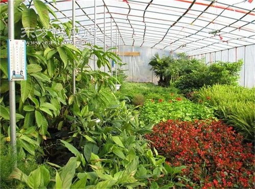 南京苗木花卉基地：绿意盎然的世界