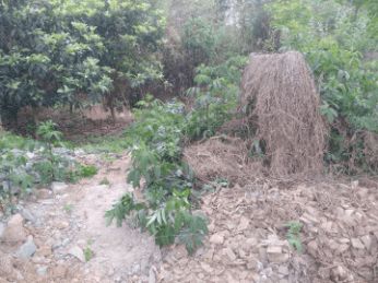 气候适应性分析