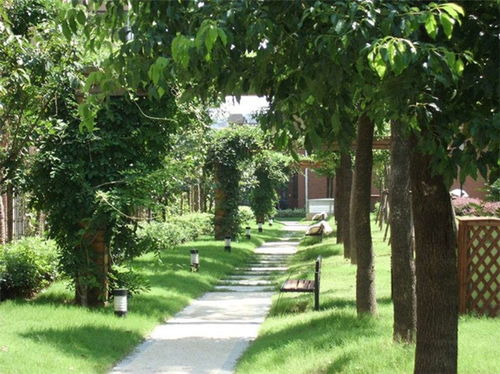 草本花卉：花园的色彩与活力