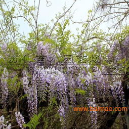 紫藤的生长周期与养护