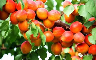 技巧一：选好种植时间