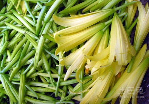 黄花菜种植的最佳时间和方法是什么