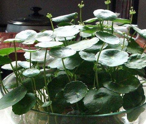 玻璃翠花爆盆栽培技巧：如何高效养护？
