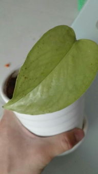 植物黑点是什么引起的？如何有效清除