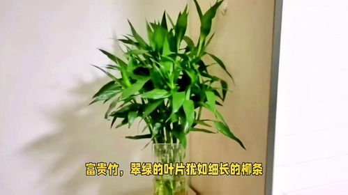 竹子，你的花在哪里呢？