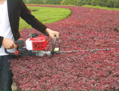 绿篱的种植和维护，你了解多少？